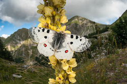 Wide angle macro photo of Apollo butterfly taken during an Abruzzo photographic workshop